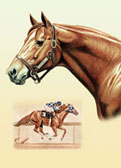 Thoroughbred, Equine Art - Secretariat Collage
